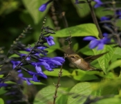 2023 09 17 LongFellowGardens 027